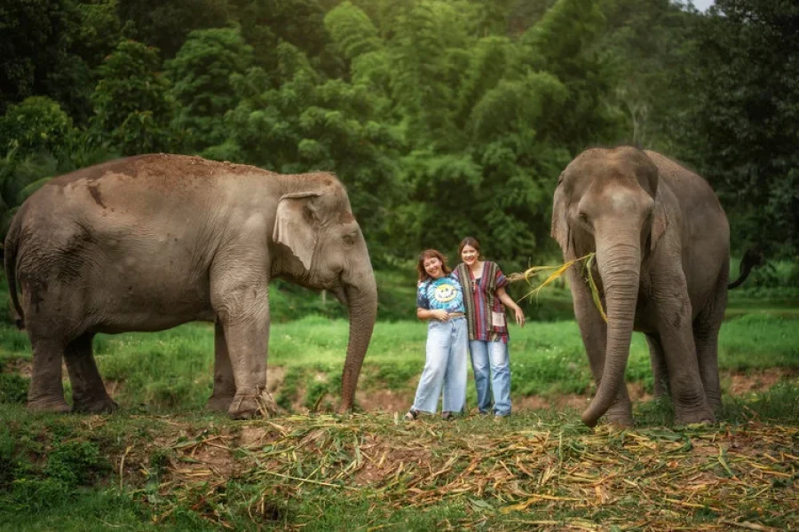 Chiang Mai : Wild Elephant Camp Half day