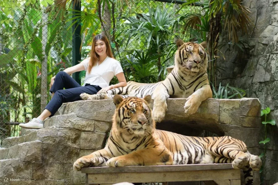 Chiang Mai: Tiger Kingdom Chiang Mai